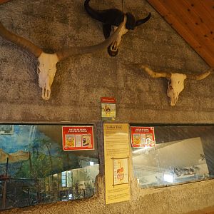 Viewing windows into the Eastern chimpanzee indoor housing - With buffalo and longhorn cattle skulls, 2019-06-01