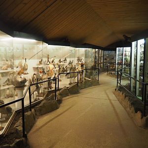 Bird Museum, 2019-06-01