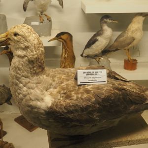 Taxidermy specimen Southern giant petrel (Macronectes giganteus), 2019-06-01