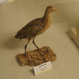 Taxidermy specimen Watercock (Gallicrex cinerea), 2019-06-01