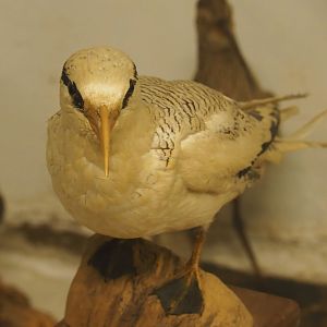 Taxidermy specimen Red-billed tropicbird (Phaethon aethereus mesonauta), 2019-06-01