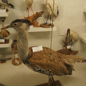 Taxidermy specimen Kori bustard (Ardeotis kori), 2019-06-01