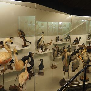 Bird Museum, 2019-06-01
