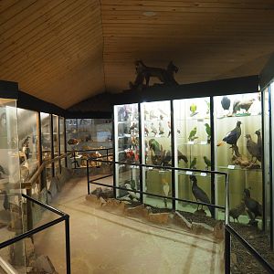 Bird Museum, 2019-06-01