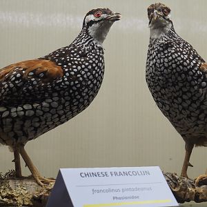 Taxidermy specimens Chinese francolins (Francolinus pintadeanus), 2019-06-01