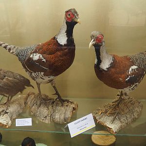 Taxidermy specimens Buffy-crowned tree-quail (Dendrortyx leucophrys) and Elliot's pheasants (Syrmaticus ellioti), 2019-06-01