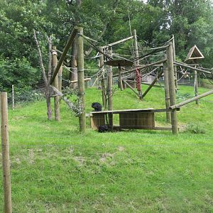 Colombian black spider monkey enclosure 230619
