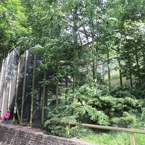 Snowy owl aviary 230619