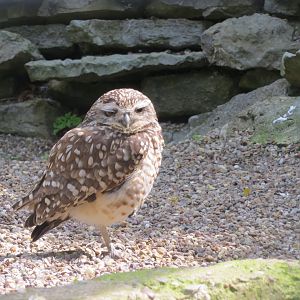Burrowing owl 230619