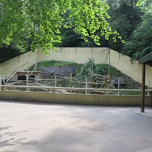 Black and gold howler monkey outdoors 230619