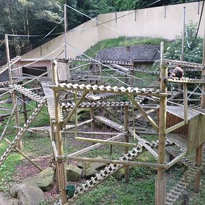 Black and gold howler outside 230619