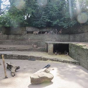 Barbary sheep enclosure 230619