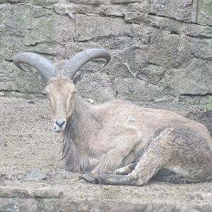 Barbary sheep 230619