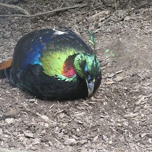 Himalayan monal 230619
