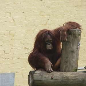 Bornean orangutan 230619