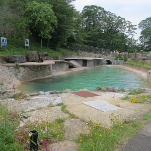 South American sealion enclosure 230619