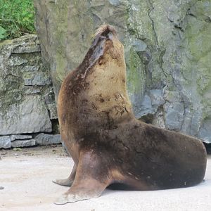 South American sealion 230619