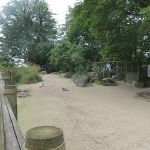 Penguin Bay Walkthrough 230619