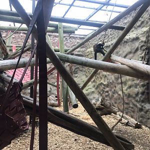 Yellow-breasted capuchin enclosure 050819