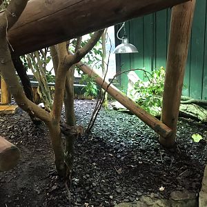 Iguana Forest exhibit 050819