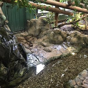Iguana Forest exhibit 050819