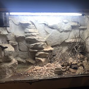 East African spiny-tailed lizard exhibit 130719
