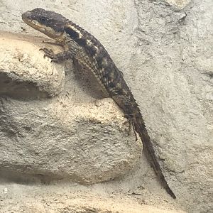 East African spiny-tailed lizard 130719