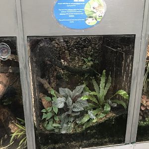 Amazon milk frog exhibit 130719