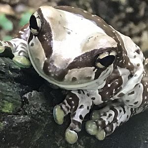 Amazon milk frog 130719