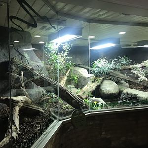 Worlds Apart - Green anaconda exhibit 050819