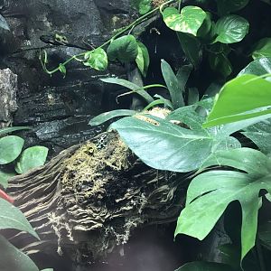 Worlds Apart - poison dart frog exhibit 050819