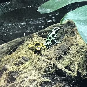 Worlds Apart - Green and black poison dart frog 050819