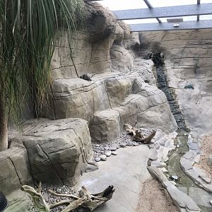 Worlds Apart - Rhinoceros iguana exhibit 050819
