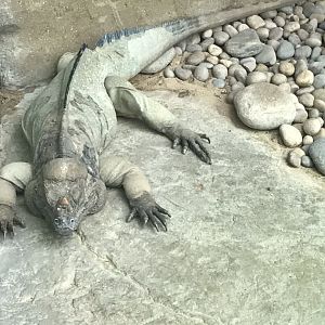 Worlds Apart - Rhinoceros iguana 050819