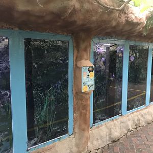 Worlds Apart - Red-bellied piranha exhibit 050819