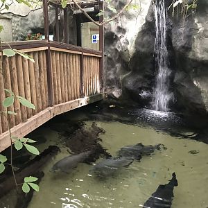 Worlds Apart - view of walkover aquarium exhibit from other side 050819