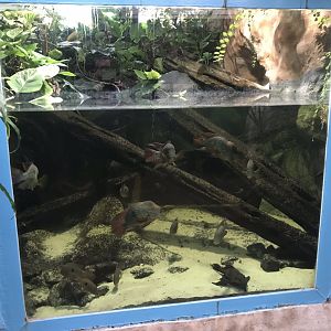 Worlds Apart - Amazonian river exhibit 050819