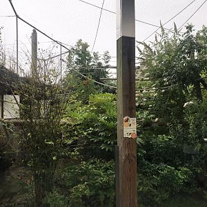 Worlds Apart - Golden Lion tamarin exhibit 050819