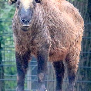 Mishmi takin; Nuremberg; 7th September 2019.
