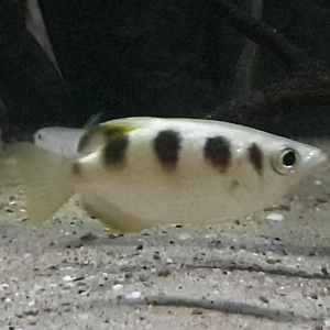 Archerfish