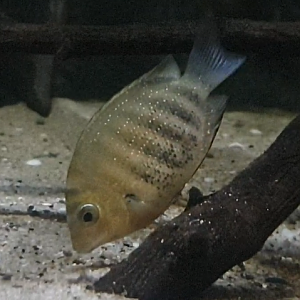 Green chromide cichlid - Etroplus suratensis