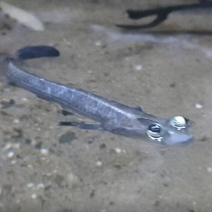 Four-eyed fish