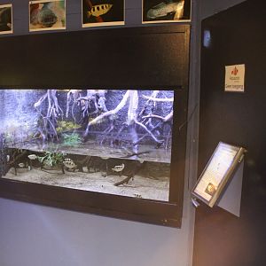 Archerfish - Four-eyed fish aquarium