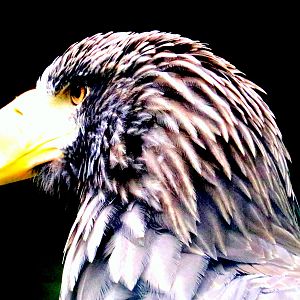 Steller's sea eagle; Nuremberg; 8th September 2019