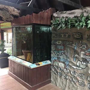 Heart of the Amazon aquarium exhibit example 050819