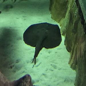 Heart of the Amazon - Ocellate River stingray 050819