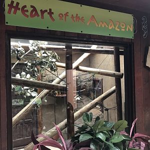 Heart of the Amazon - Common squirrel monkey exhibit 050819