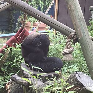 Heart of the Amazon - Black saki 050819