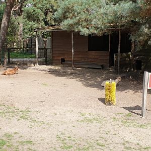 Resting-zone Goats - Petting Farm