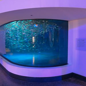 MeLab - Schooling Fish Exhibit